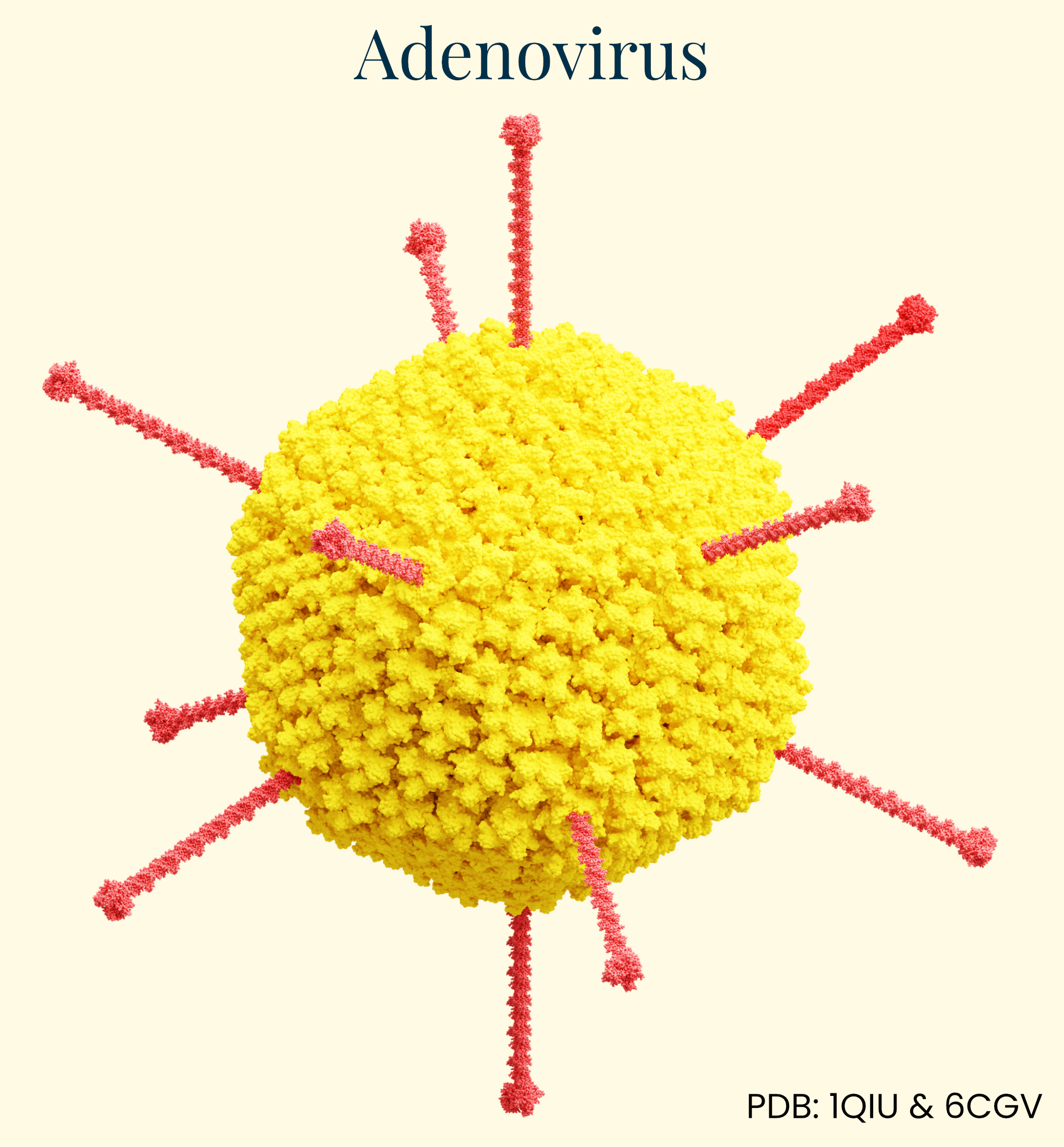 An illustration of the adenovirus delivery vector.