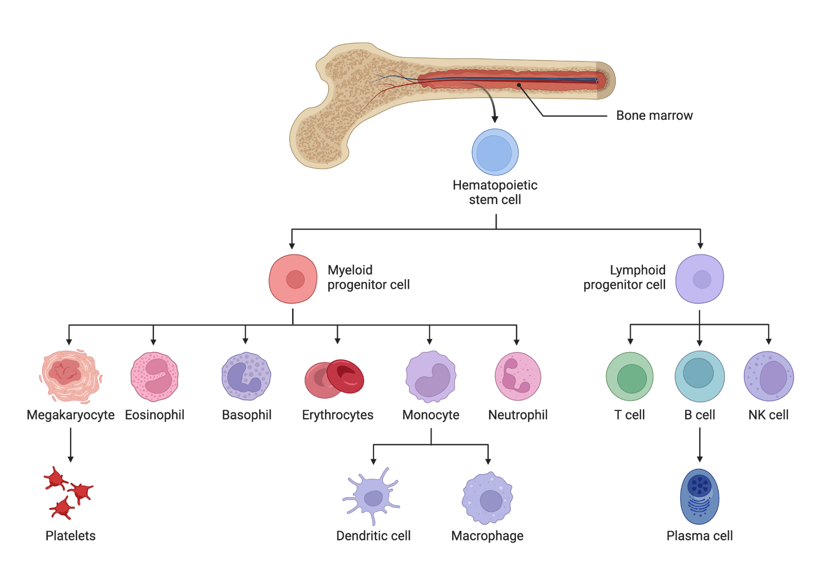 Diagram of stem cells in the bone marrow differentiating into various blood cells.