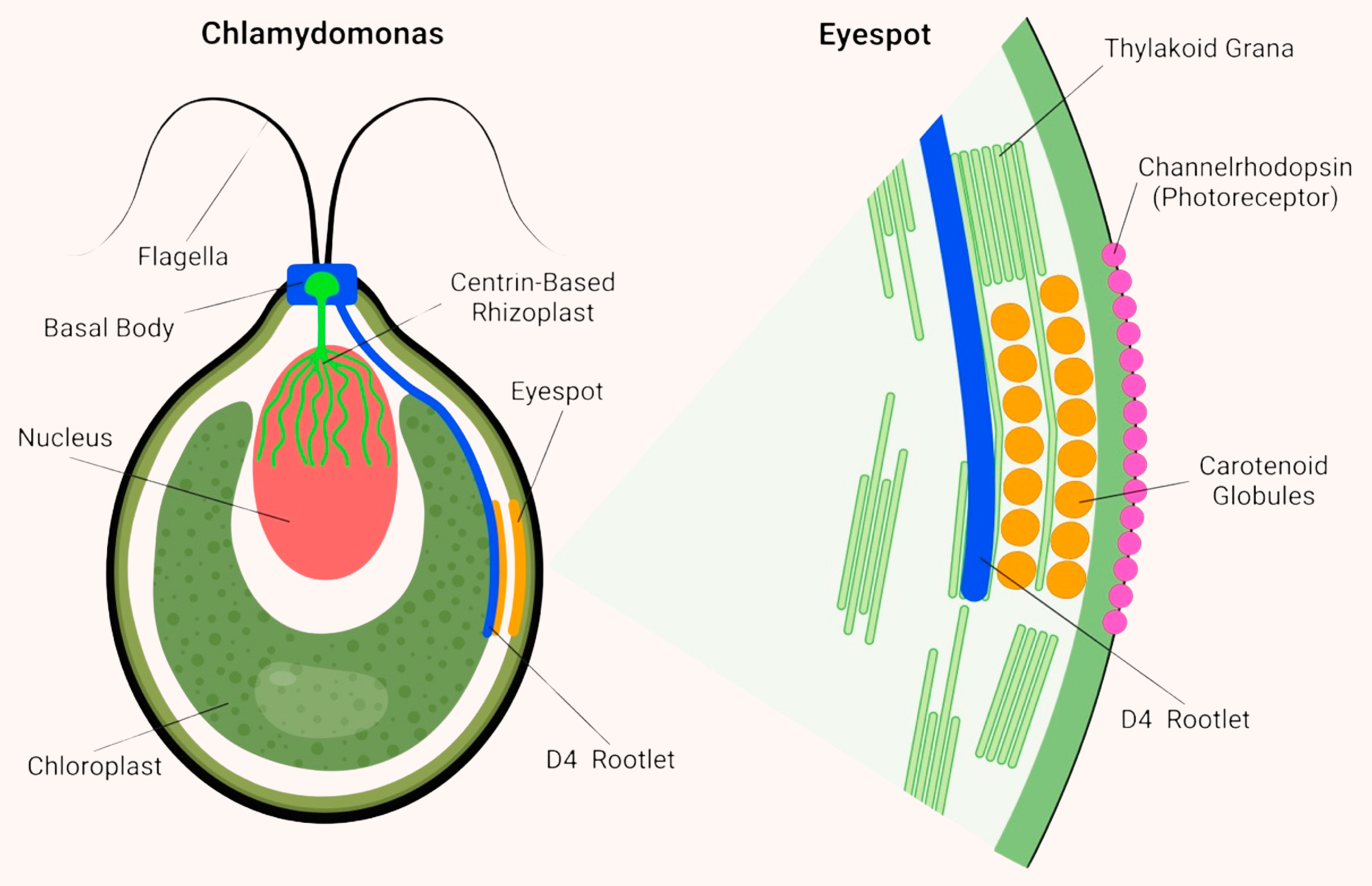 Diagram of an algal eyespot detecting light direction and intensity and triggering flagellar beating.