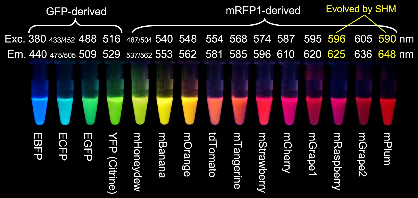A paintbox of fluorescent proteins developed by Roger Tsien's group.