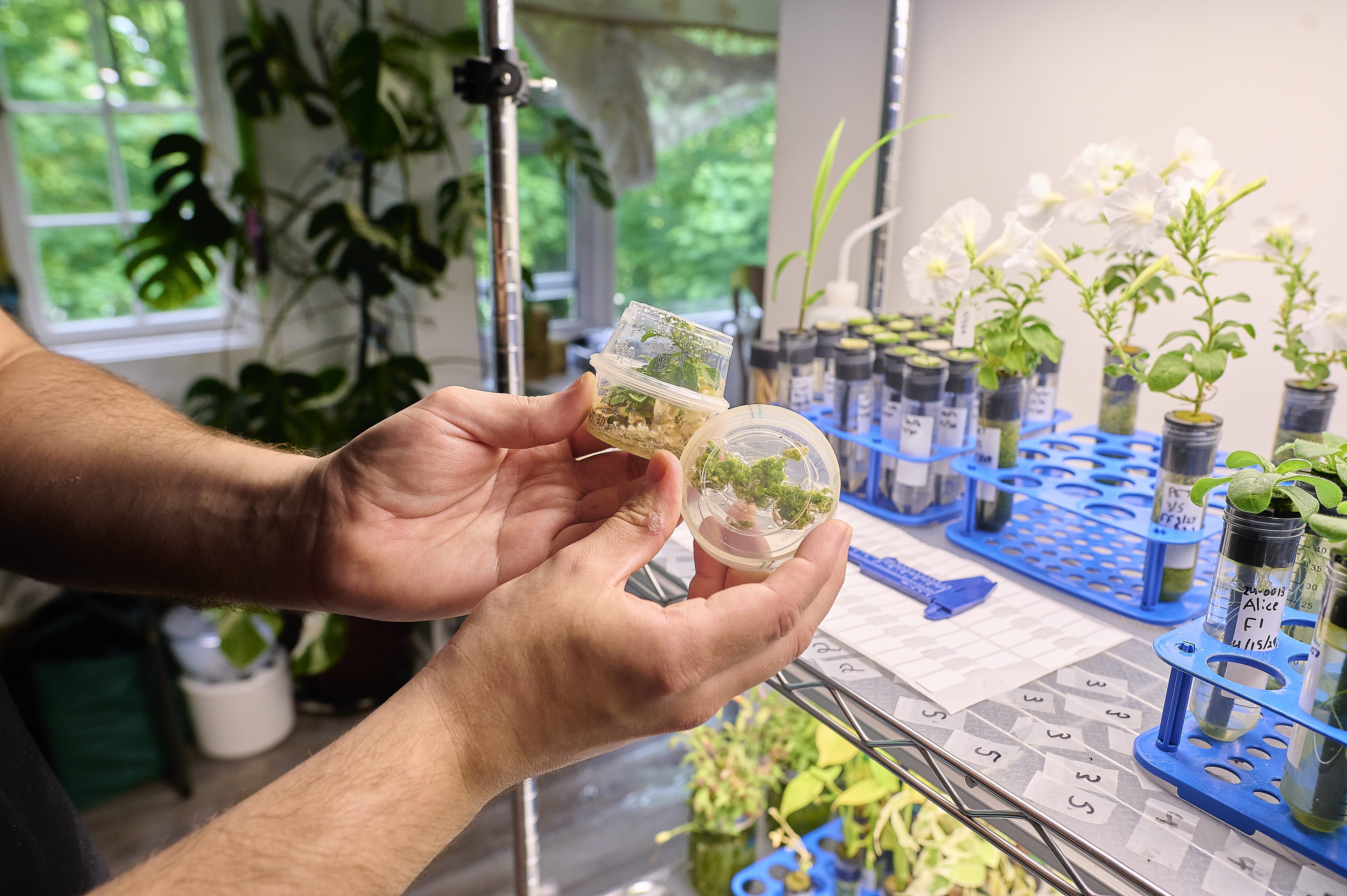 A close-up of plants engineered in the home laboratory.