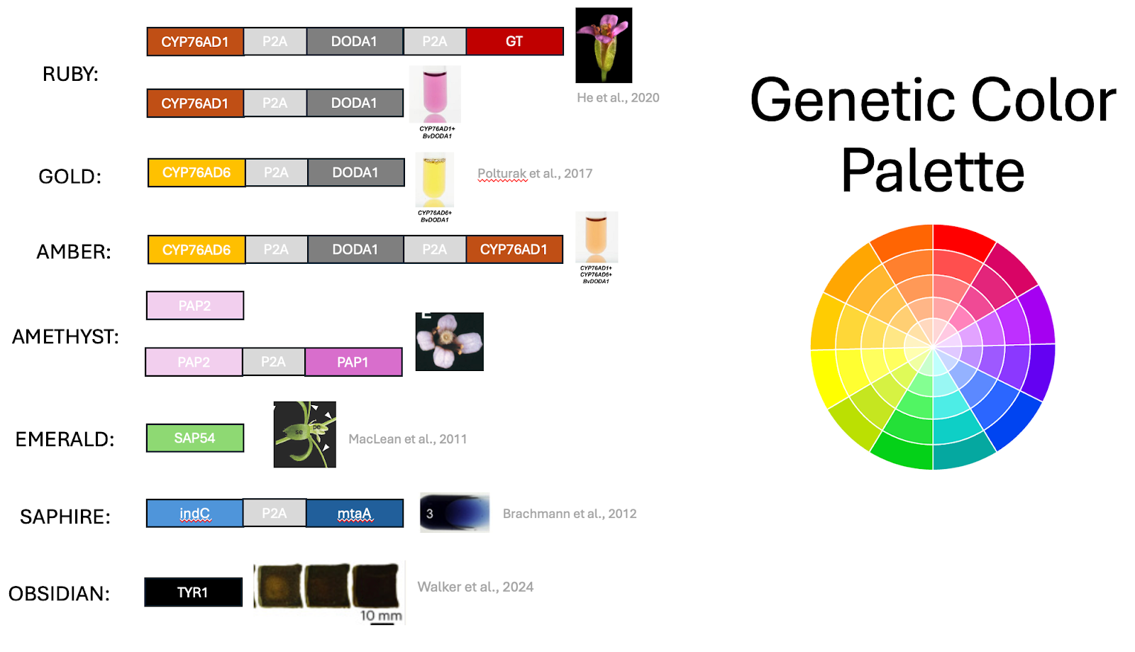 The colors Desnoyer is experimenting with for his genetic painting, alongside some of the genes responsible for creating them.