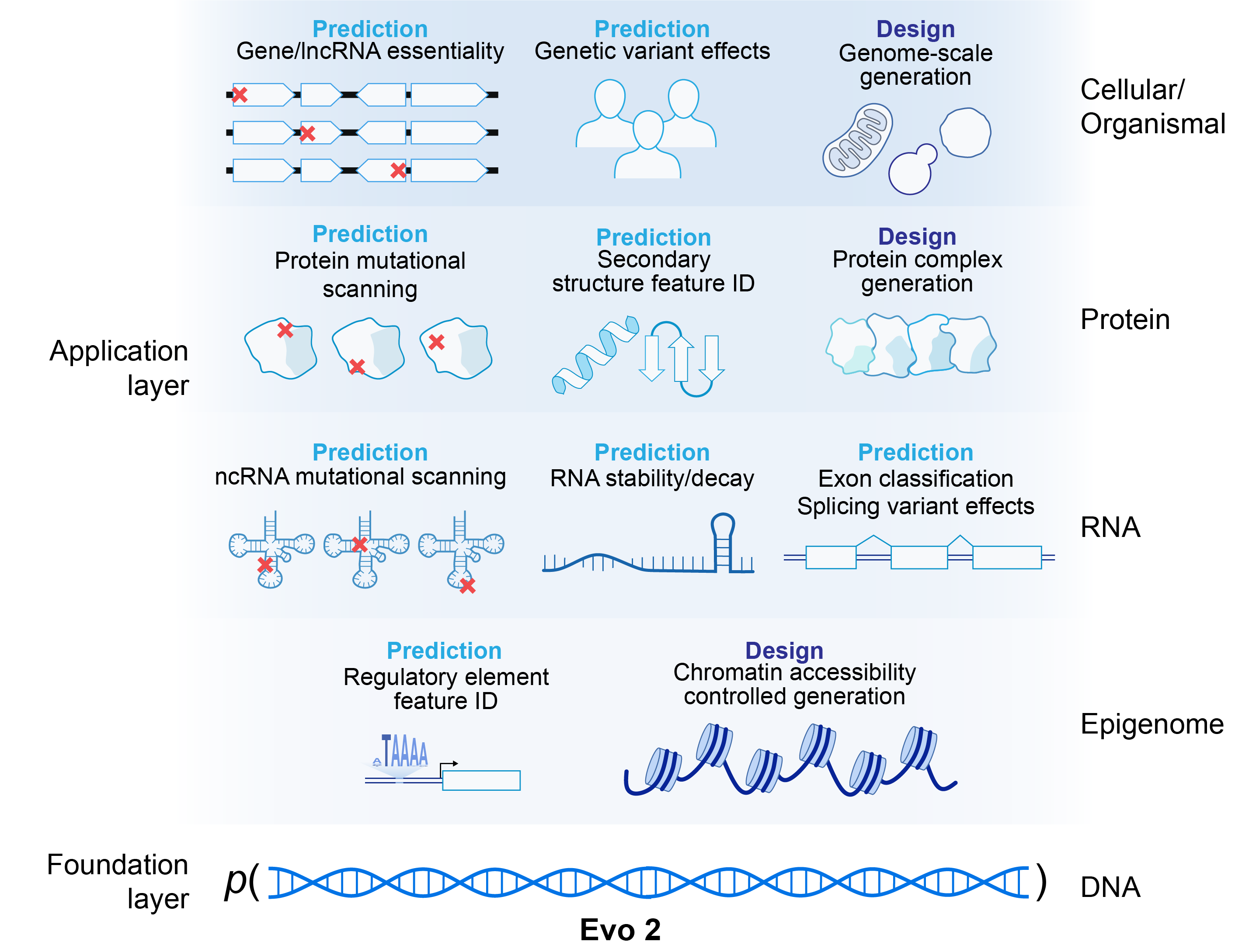 Diagram showing that Evo 2 was trained on DNA sequences but can make predictions about many aspects of biology, including RNA stability and protein structures.