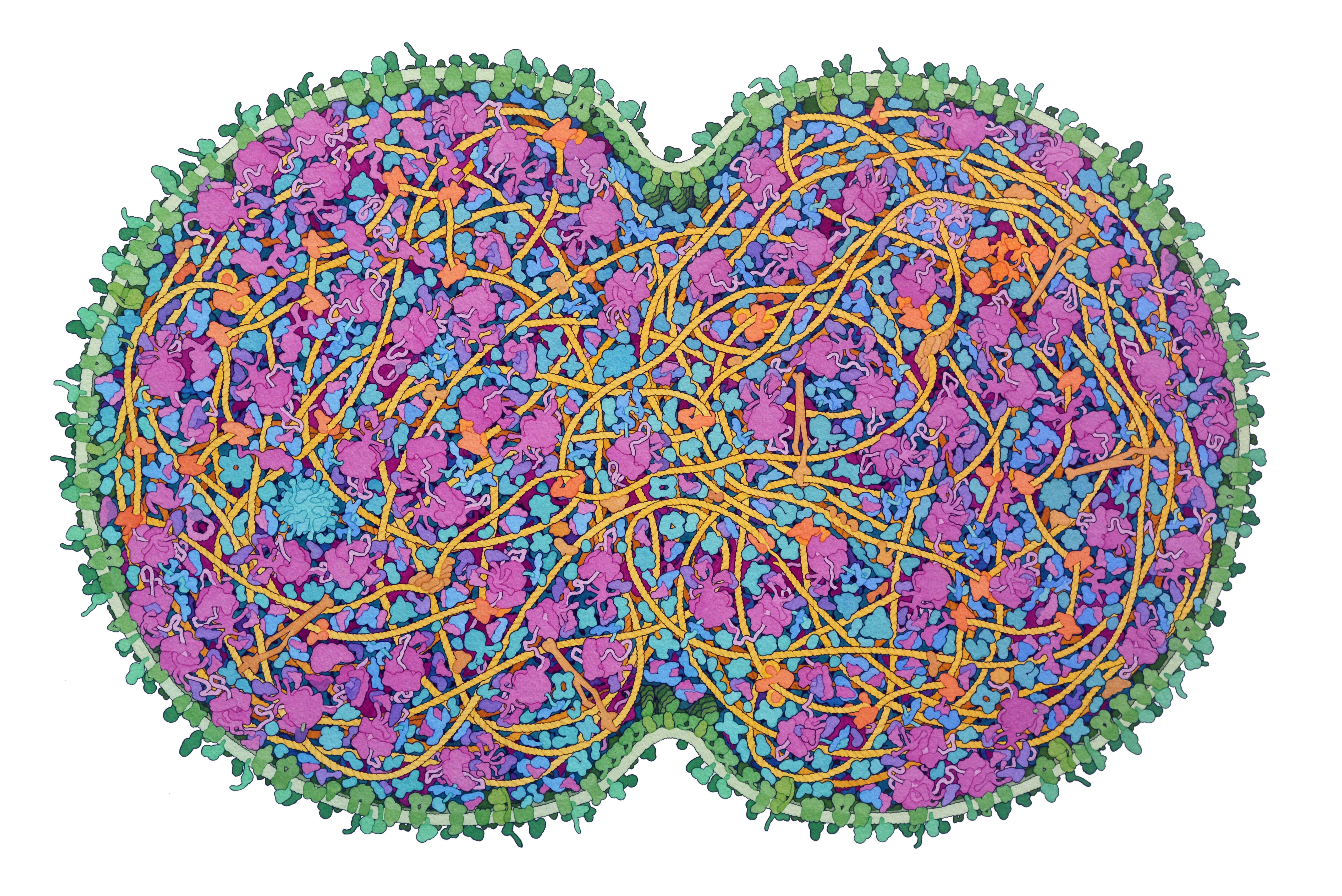 Watercolor painting of a minimal cell developed by the J. Craig Venter Institute.
