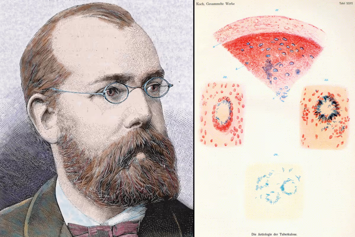 Robert Koch, discoverer of the tuberculosis bacillus, and his 1882 drawings of the tuberculosis bacilli.