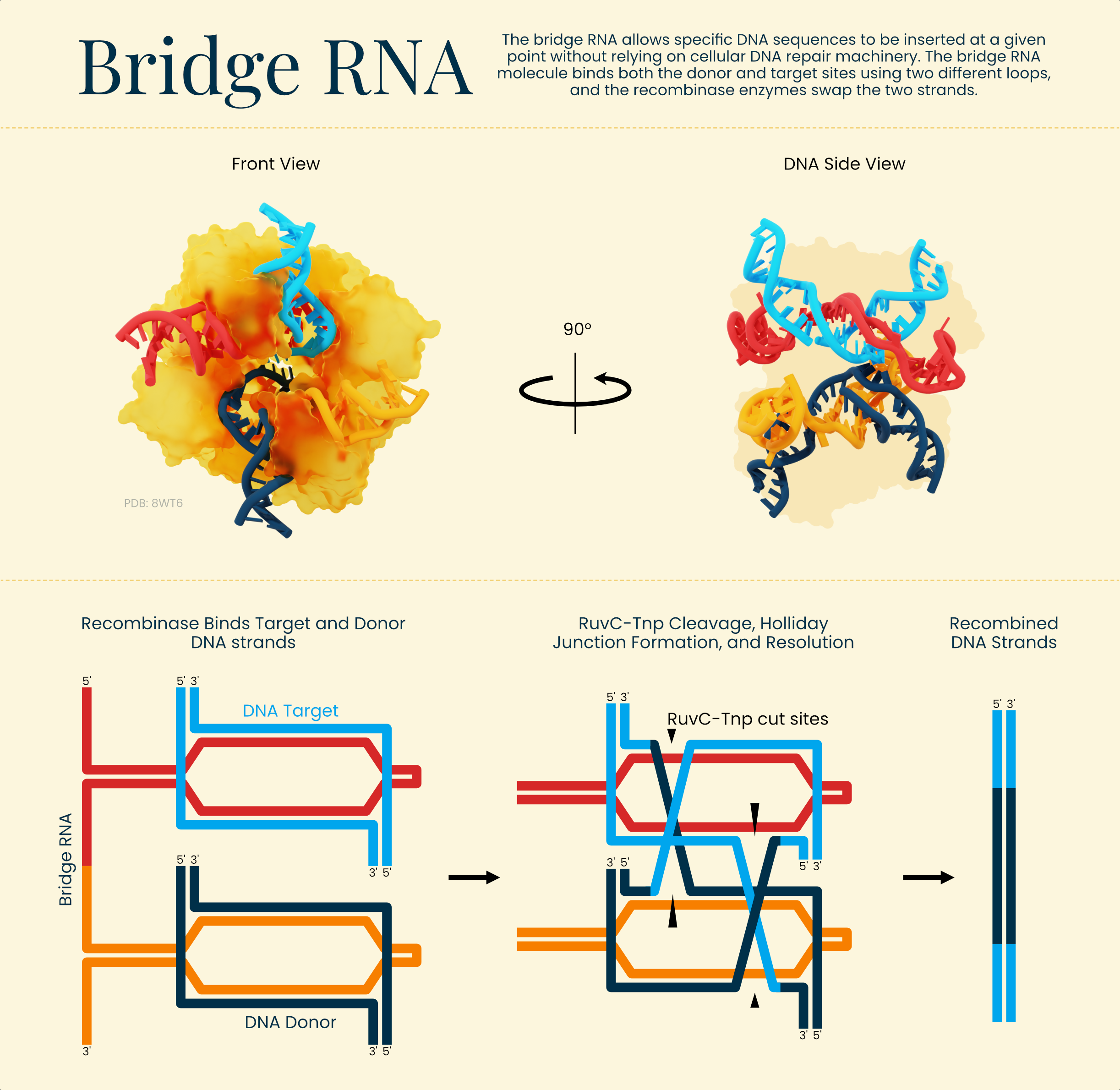 The bridge RNA system.