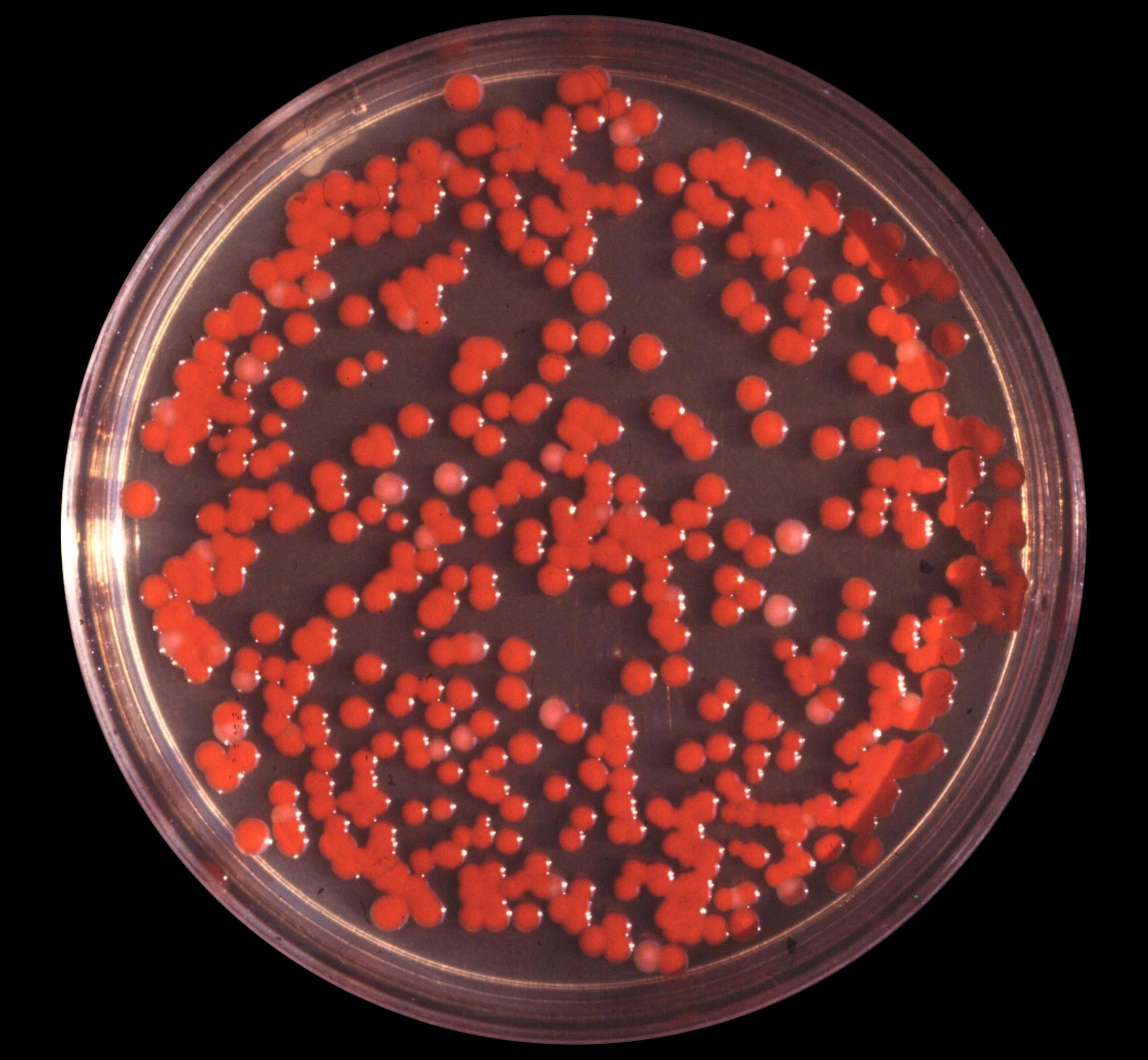 Serratia marcescens colonies resembling blood droplets grown at room temperature on solid media.