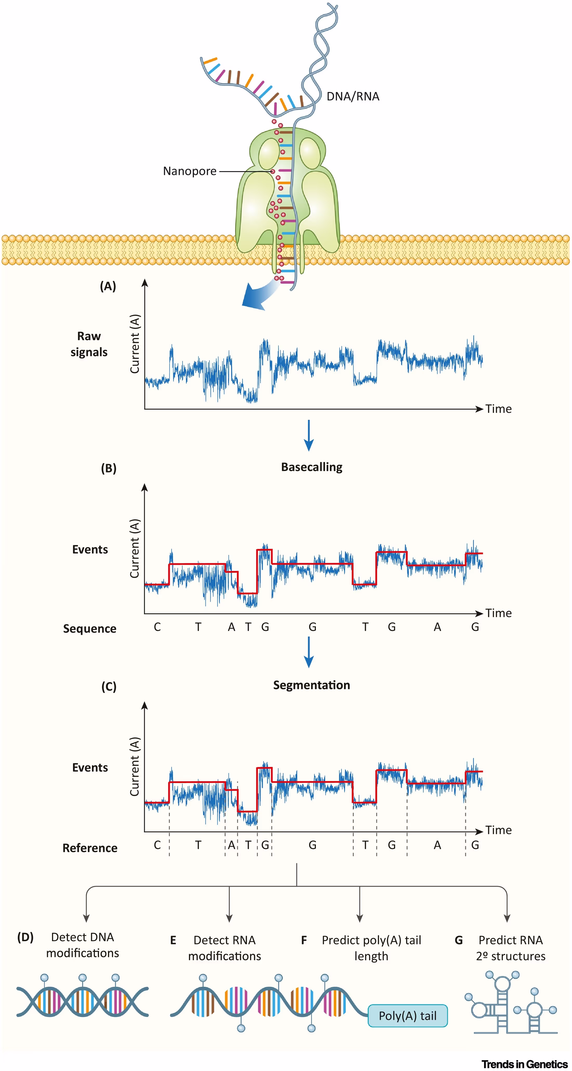 A diagram depicting DNA threading through a nanopore and the electrical squiggles produced by the device.