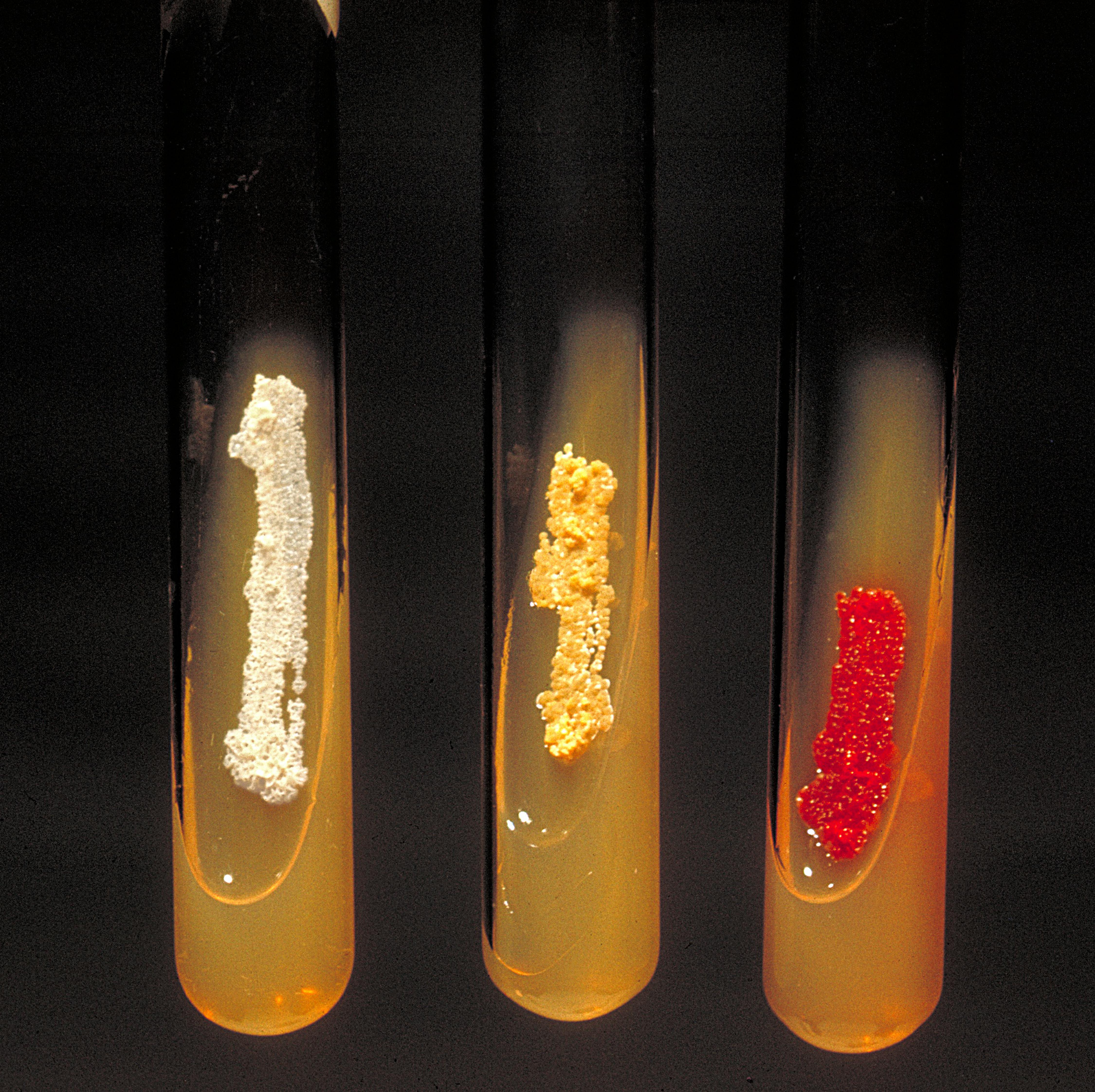Actinomycetes, a highly diverse phylum of Gram-positive bacteria.