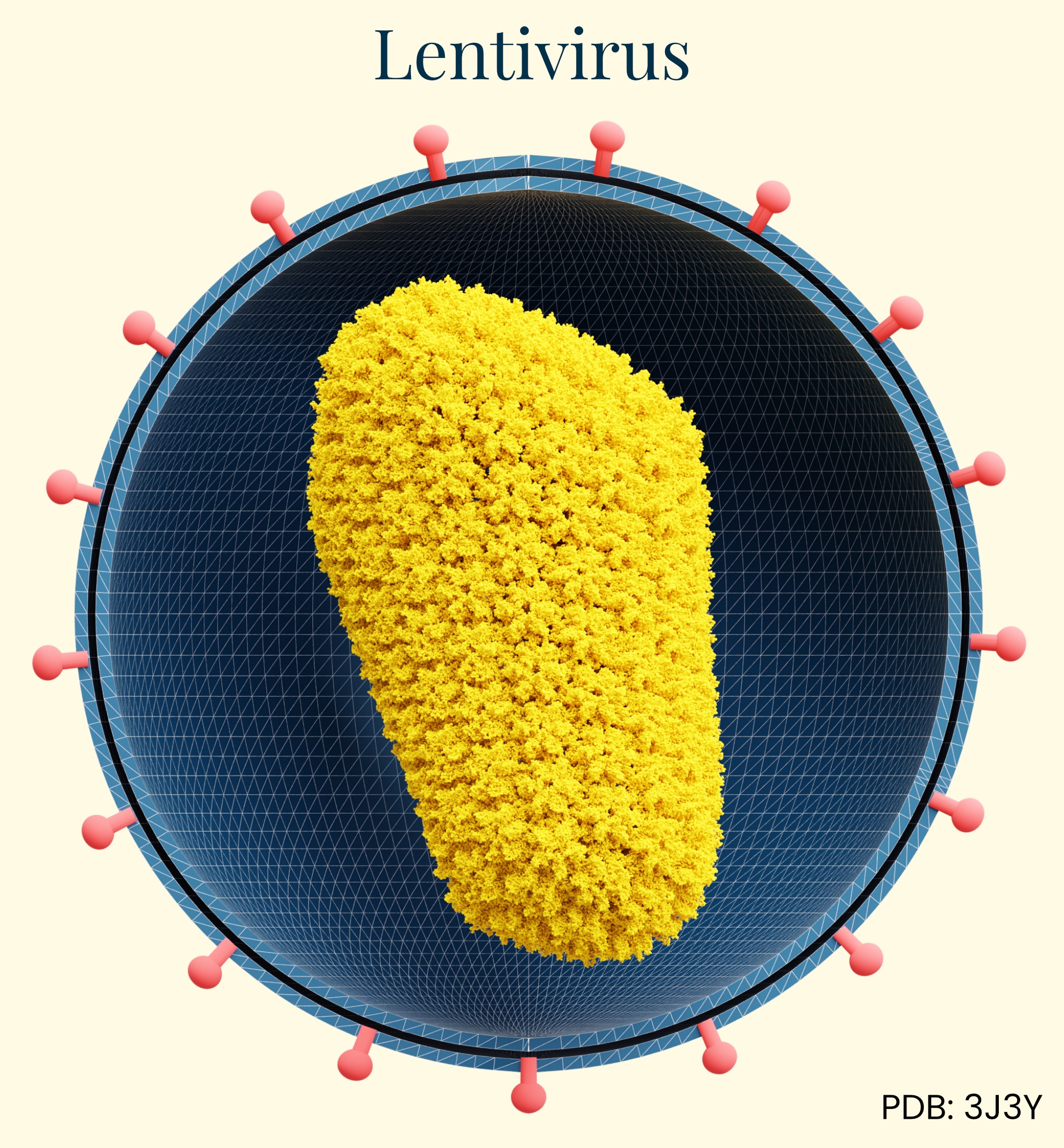 An illustration of the lentivirus delivery vector.