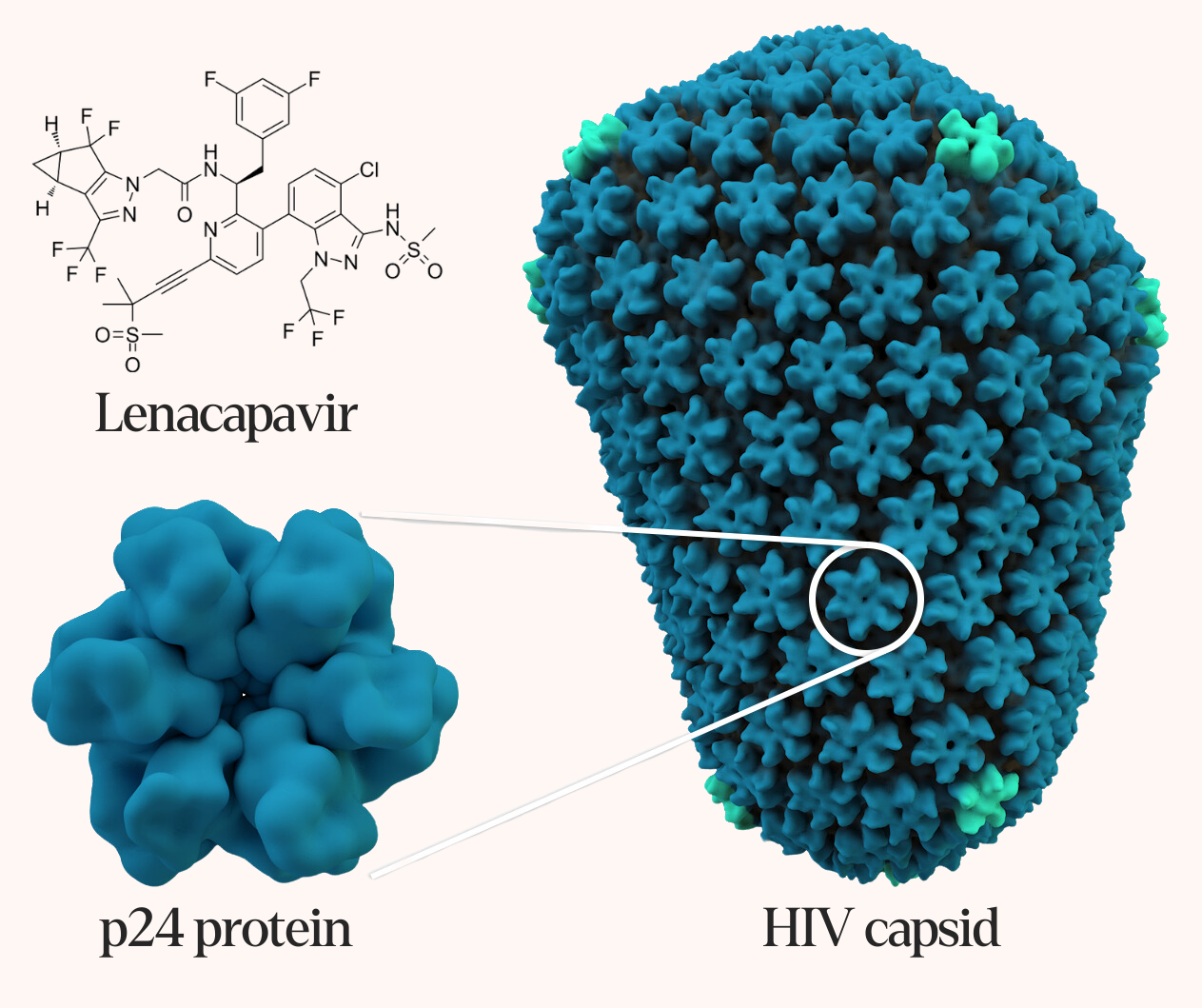 An illustration of lenacapavir's structure and mechanism of action.