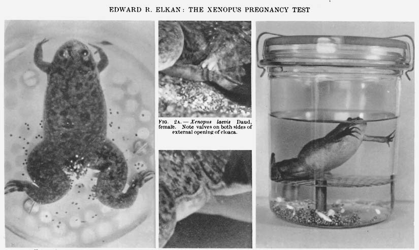 Images from a 1938 article in the British Medical Journal