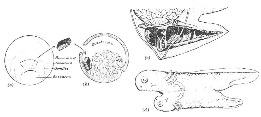 If the dorsal lip from one embryo is grafted onto a second embryo, one can make tadpoles with two heads