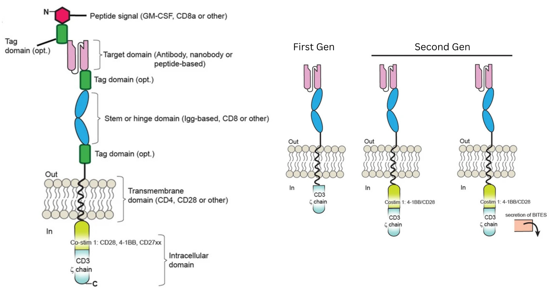 CAR structure across generations