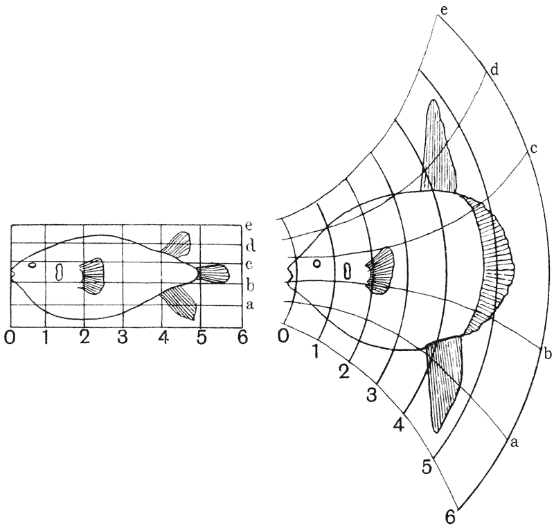 A porcupine fish on a rectangular grid transformed into a sunfish by distorting the grid.