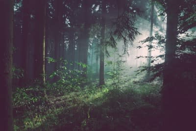 Forest Trails