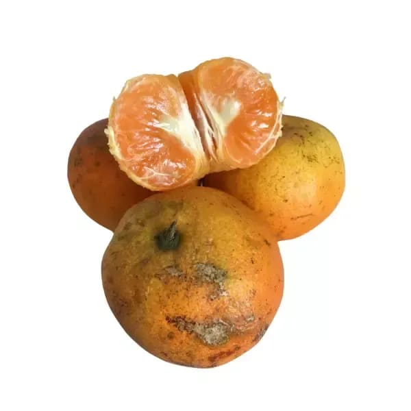 Mandarina agrocológica