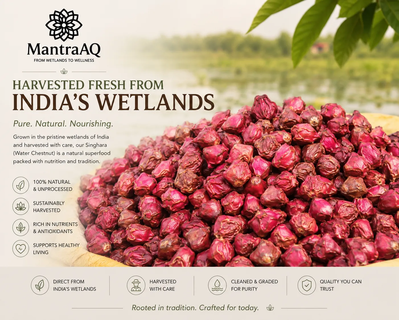 Fresh Singhara