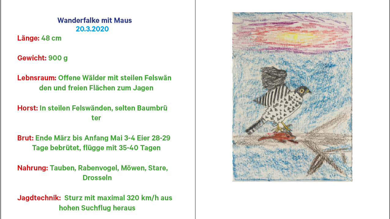 Jasper erstellt ein Buch über Vögel am Computer