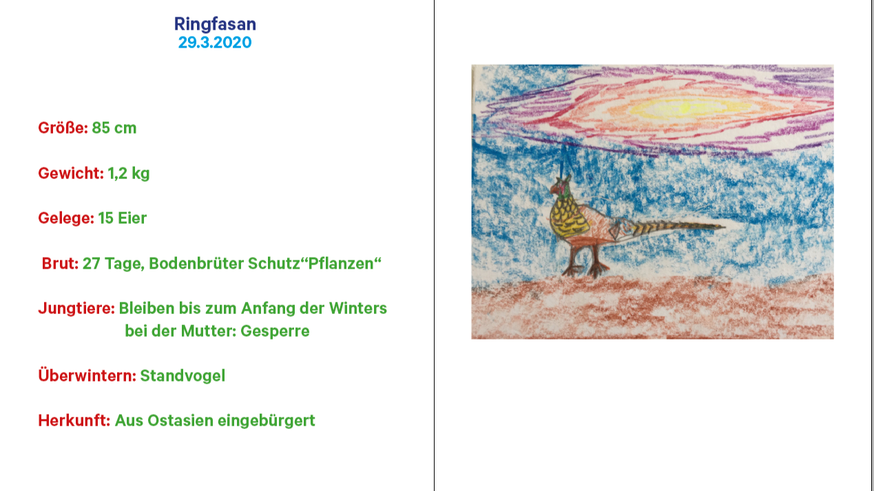 Der Ringfasan