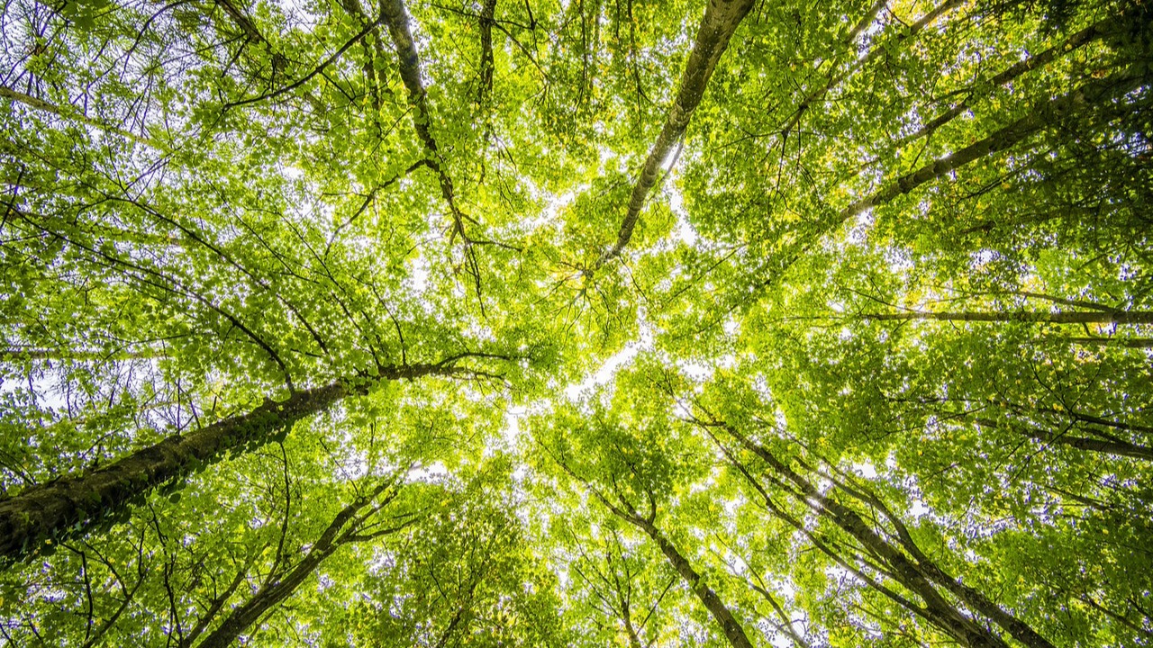 Ein natürlicher Wald, wie er sein sollte.