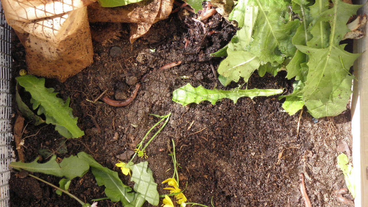‚Eisenia foetida‘, als Kompostwurm und fleißiger Humusproduzent, © Nutzmüll e.V.
