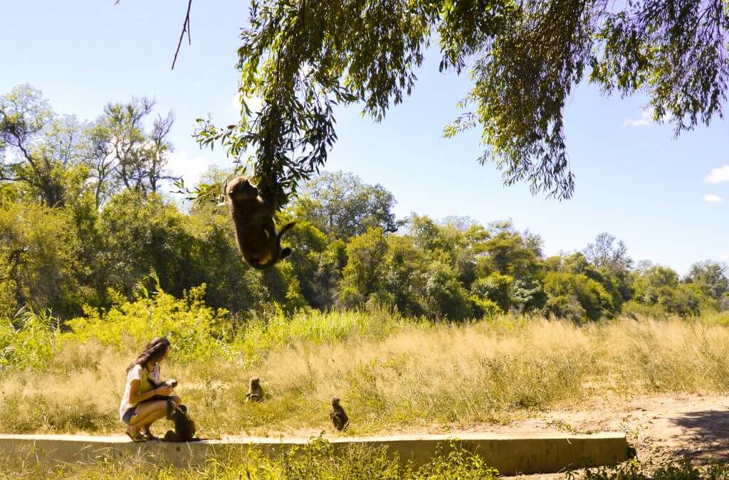Michi mit heranwachsenden Pavianen, die ausgewildert werden. <br>