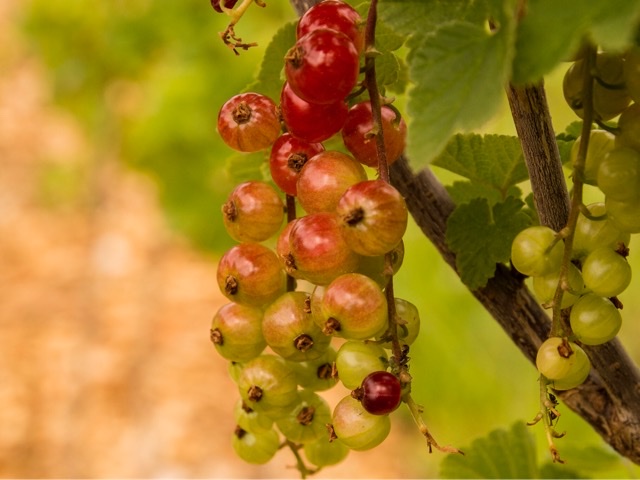 Johannisbeeren sind wahre Vitamin C Bomben und gut für das Immunsystem