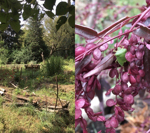 Der Garten im Sommer & Rote Gartenmelde