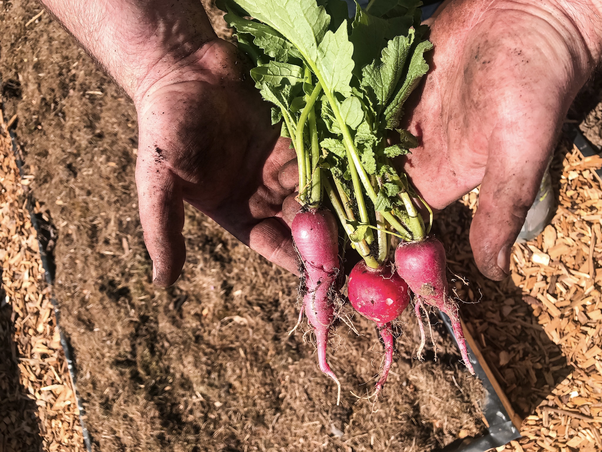 Frische Radieschen und frischer Rettich aus dem eigenen Beet