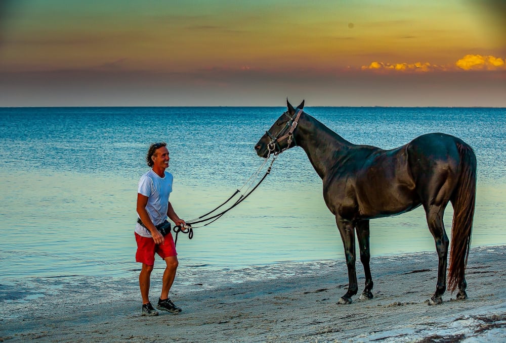 Akhal-Teke horse