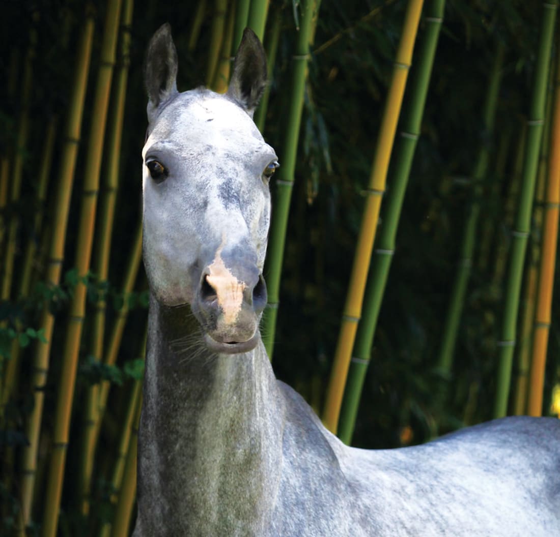 An Akhal-Teke horse and rider