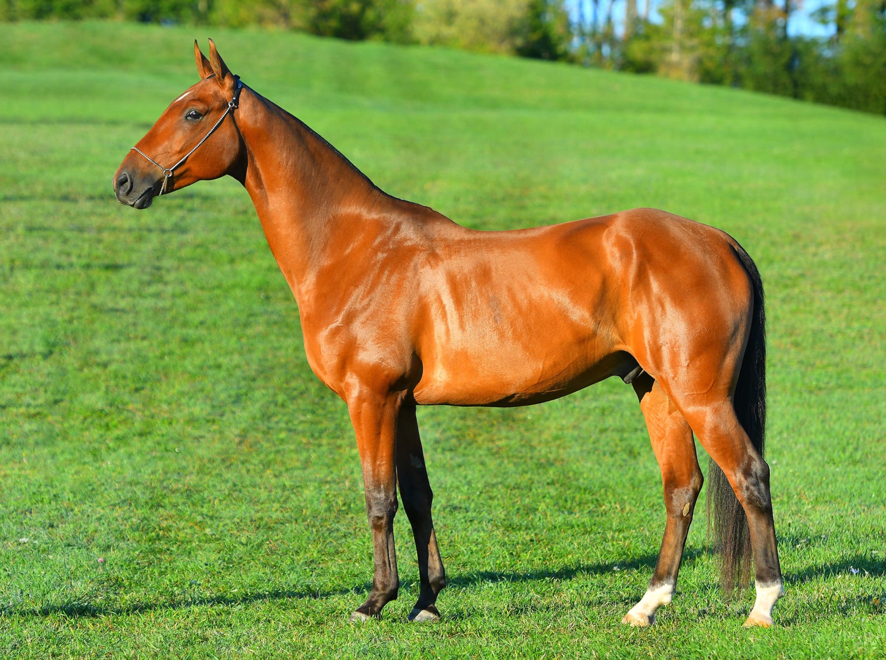 An Akhal-Teke horse with the breed's characteristic metallic golden coat
