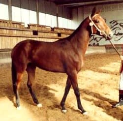 ATAA members gathered with their horses