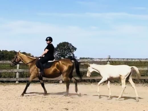 ATAA Virtual Show Series competitor