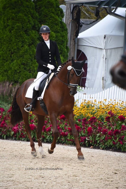 An Akhal-Teke and rider in a dressage test