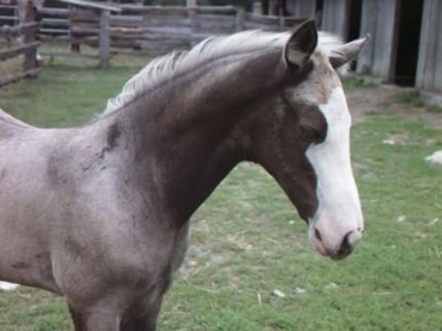 Akhal-Teke with white markings