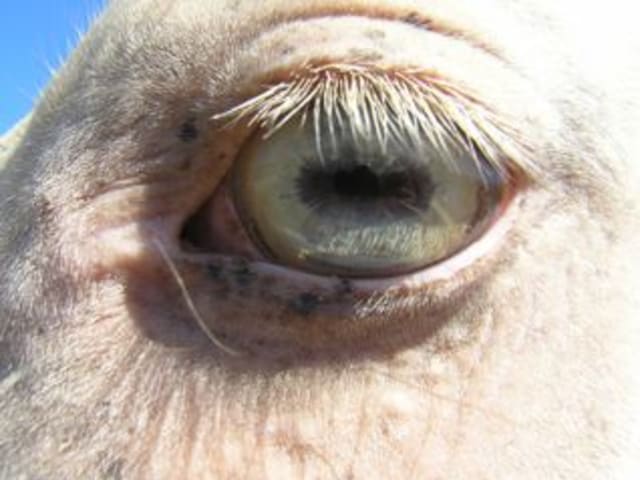 Akhal-Teke with a blue eye