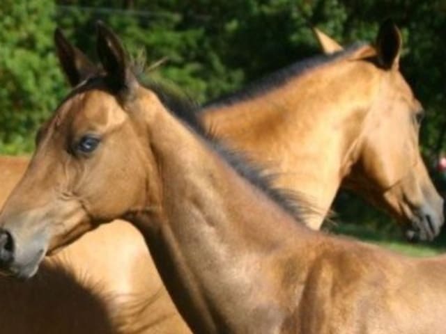 Akhal-Teke with a blue eye
