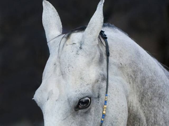 Akhal-Teke with a blue eye