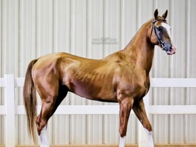 Chestnut