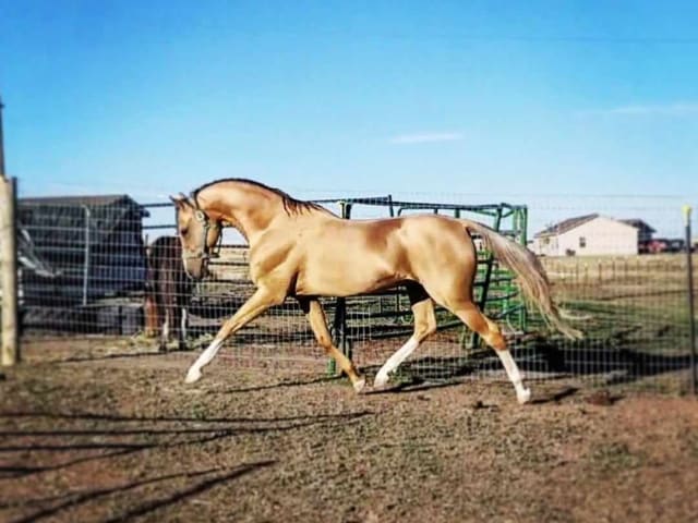 Kevlin – Metallic Palomino