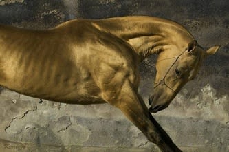 Golden buckskin Akhal-Teke stallion with a metallic sheen, neck arched, against a stone wall