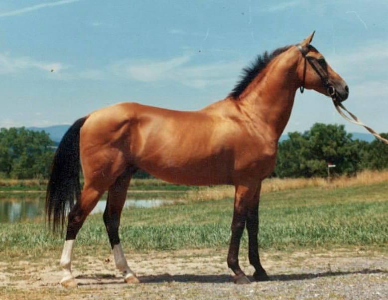 Senetir, the first stallion imported by the Case family