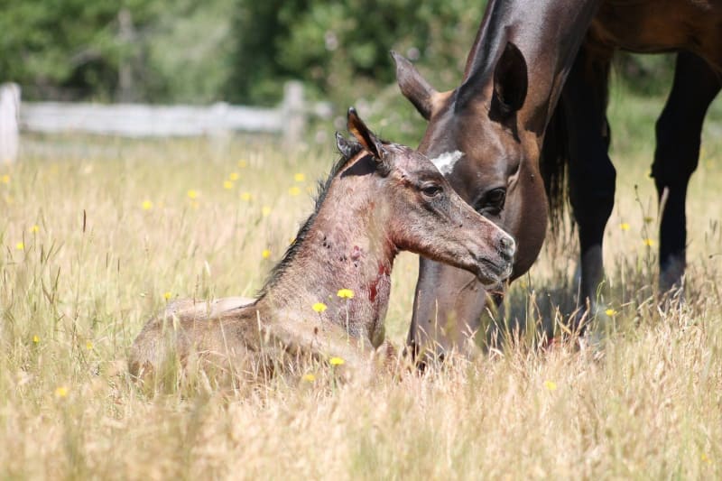A newborn Akhal-Teke foal lying in the grass beside its dam
