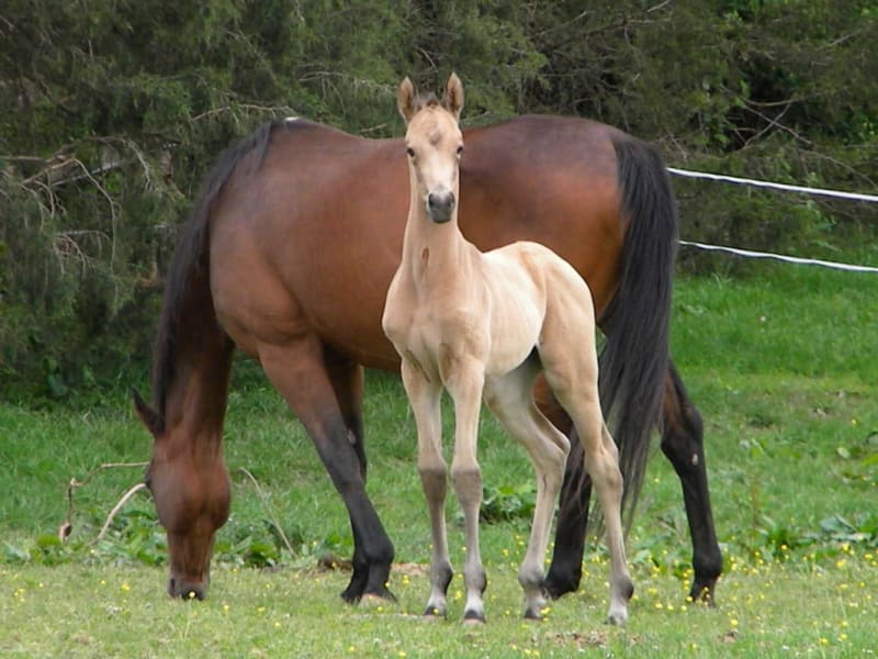 A bay Akhal-Teke mare with her buckskin foal