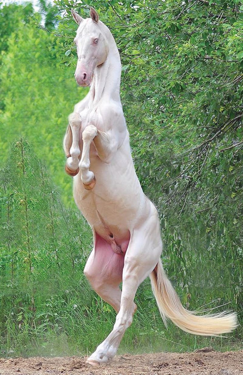An Akhal-Teke horse