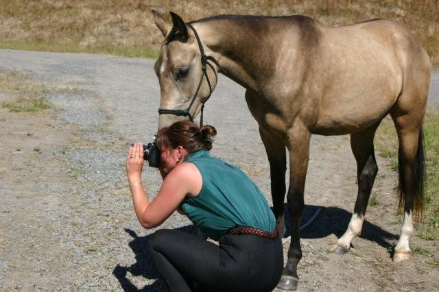 A photographer crouching to photograph a buckskin Akhal-Teke