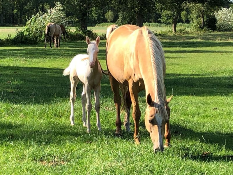 A palomino Akhal-Teke mare grazing beside her cremello foal