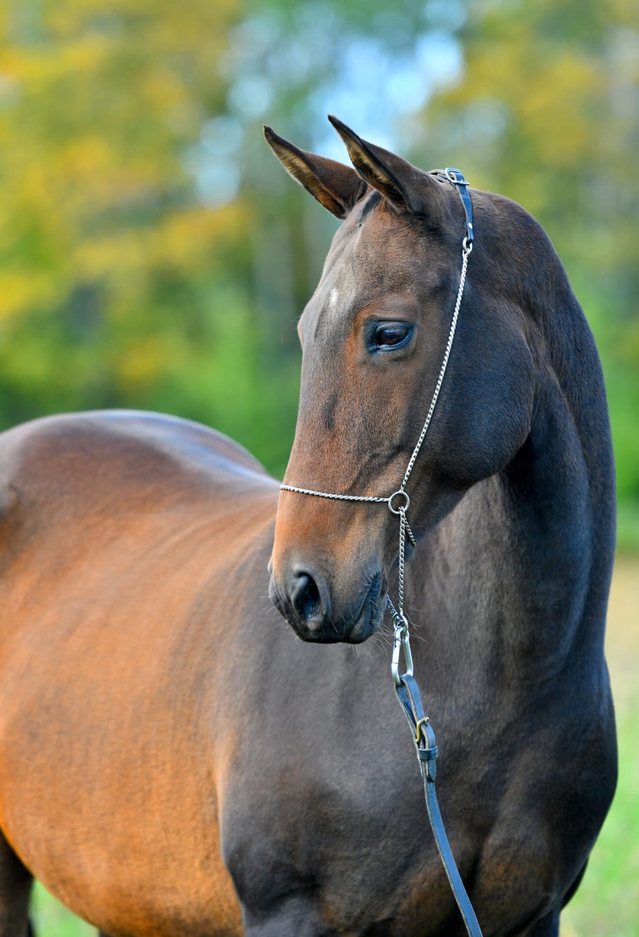 Portrait of an Akhal-Teke horse